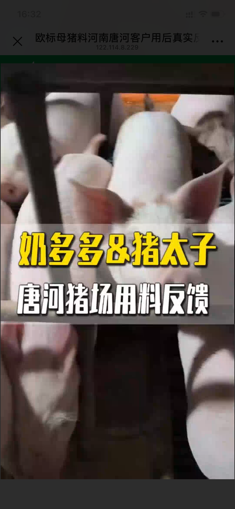 欧标母猪料河南唐河客户用后真实反馈